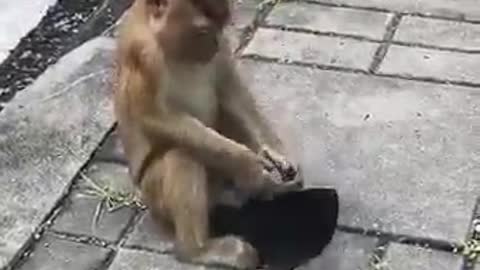 Funny monkey wearing a mask 😂