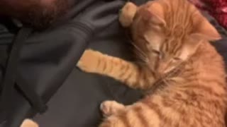 Kitten Vibezz
