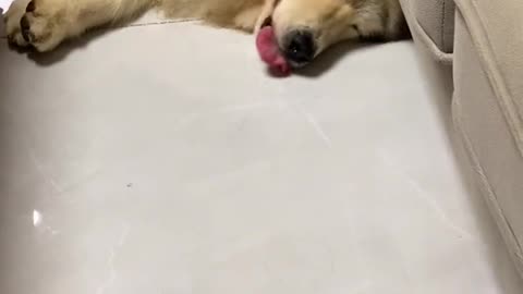 小花_#我家毛孩子 wink