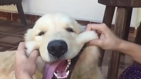 Funny and Cute Animals Videos 😂😍