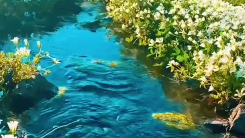 Natural video