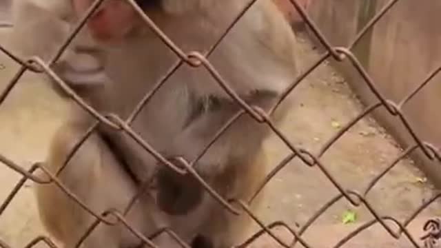 cute and funny animal videos compilation in the world 🤣 will make you LOL | FUNNY Animal Videos
