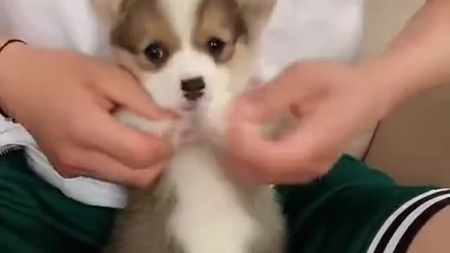 puppy dancing