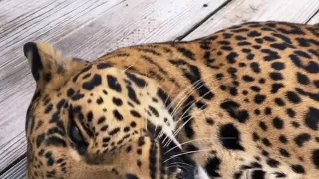 Leopard Purring Like A Kitty 😍 Cutest Critters