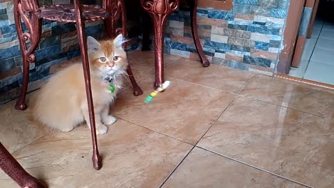 Cat Training - Cat Lovers