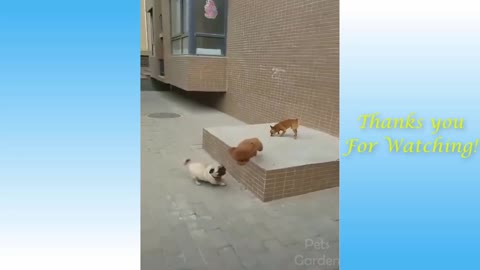 I heart pets 12