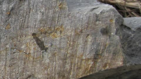 How to Spot a Fossilized Fault Line