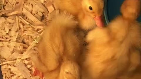 Indian Runners ducklings hatched part 3
