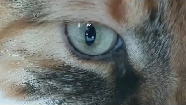 The Beauty Of A Cats Eye..Galaxy Eyes