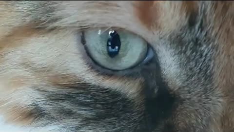 The Beauty Of A Cats Eye..Galaxy Eyes