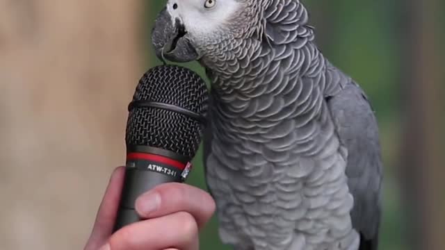 Talking Parrot Tofajul