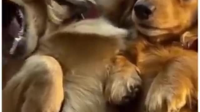 Top Funny Cute Dog Videos and TIKTOK Compilation #short