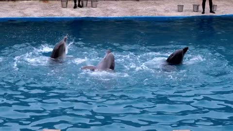 Dolphins performing tricks in the pool