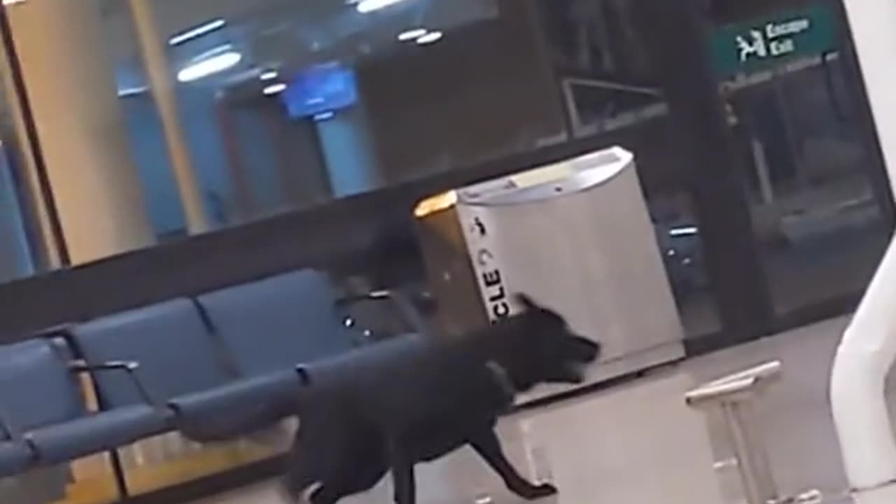Police dogs having a break from the service at the airport😂😂