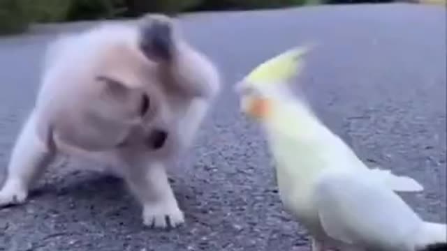 Funny little animals 🐕🐶😂🤣