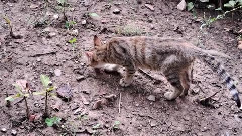 The kitten walking in the yard is very cute.