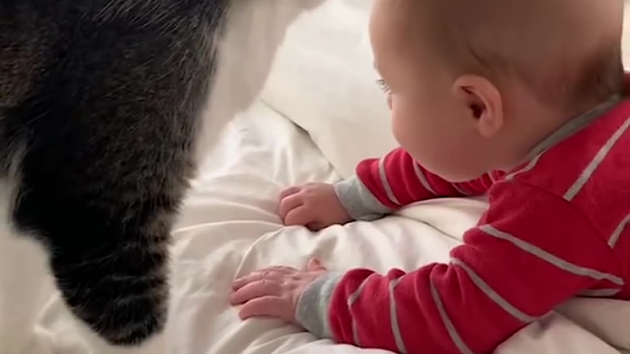 Funny cats video