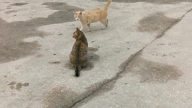 Wild Cats Mating