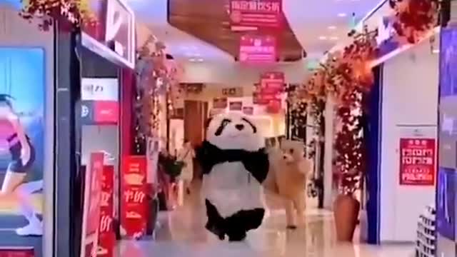 Very funny this panda running 😂😂😂😂
