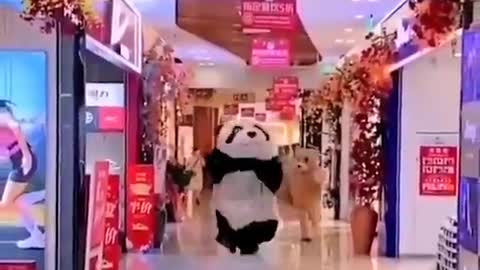 Very funny this panda running 😂😂😂😂