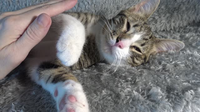 Cute Baby Cat Has Injured His Little Paw