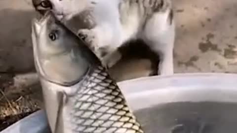 This cat catch this fish