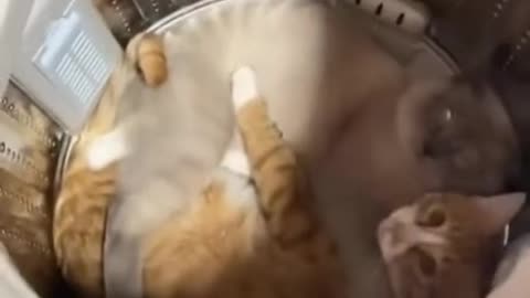 Close the door!?