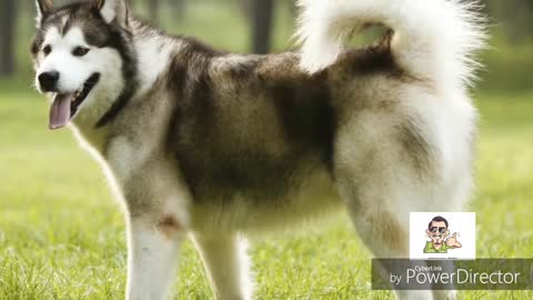 10 Most Dangerus Dog in World