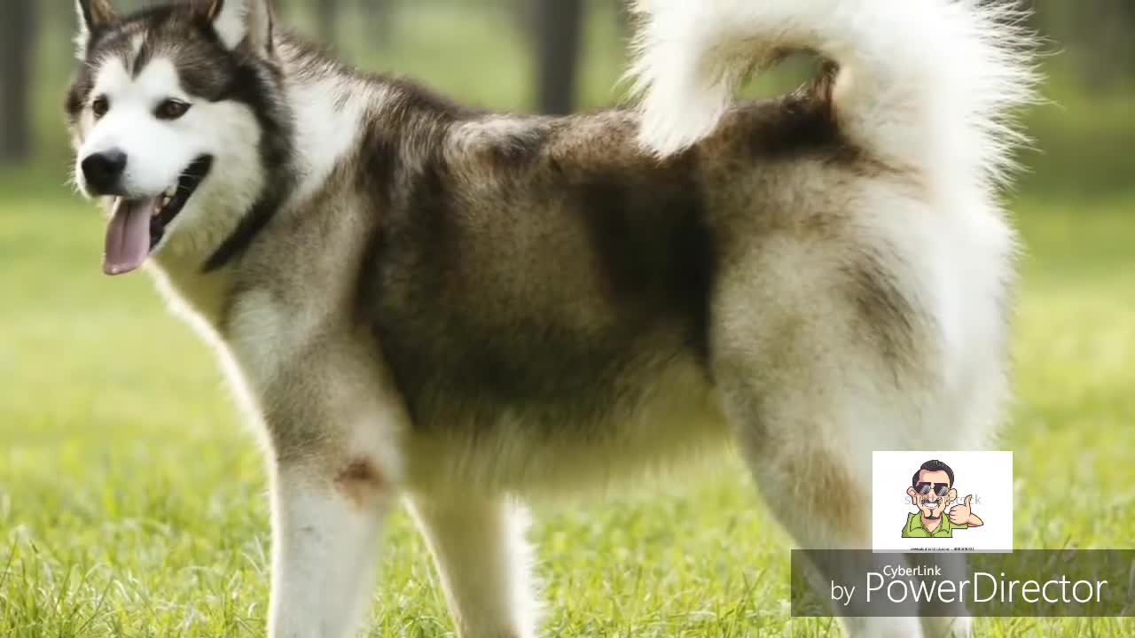 10 Most Dangerus Dog in World
