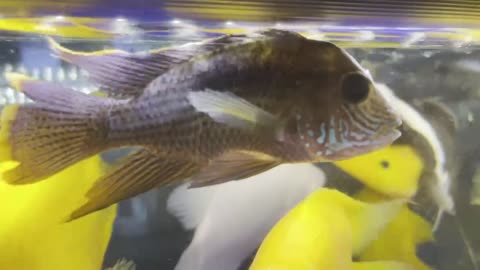The fins on both sides move