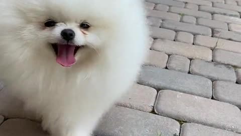 Happy Dog