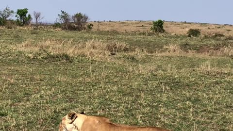 A Lion In Captivity