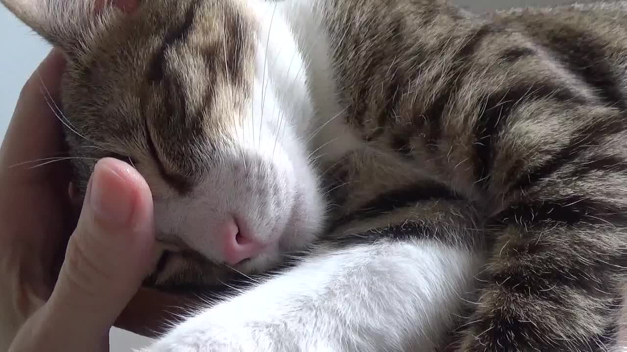 Rudolph the Cute Kitten Sleeps on a Chair