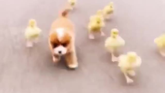 TRY NOT TO AWW!! Funny and cute Animals Videos Compilation 2021