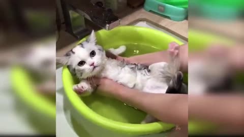 cute Cat and funy video