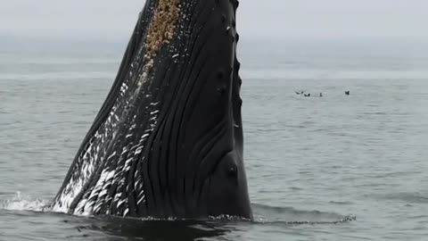 whale active at the surface