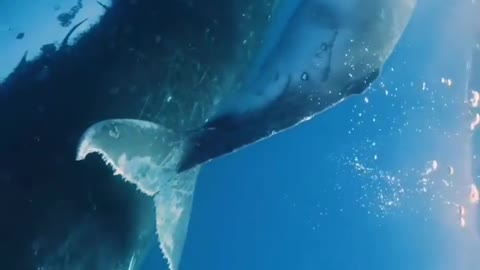 Baby whale with its mother...