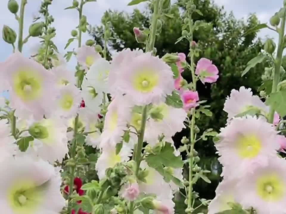 More beautiful flowers