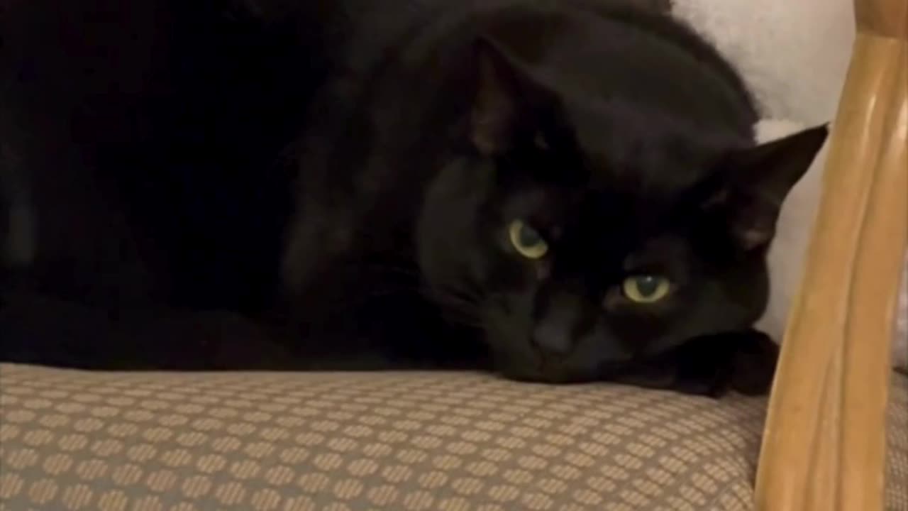 Cute Precious Piper Shares Her Throne Space - Adopting a Cat from a Shelter Vlog #shorts