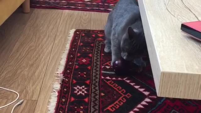 Grey cat plays with eggplant