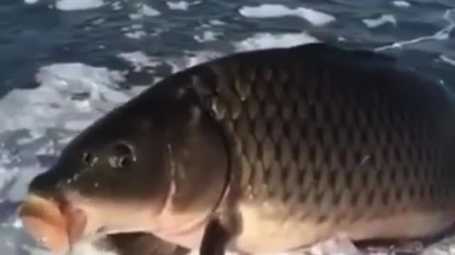 Fish is just Swimming