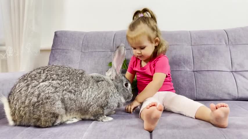 Cute_Baby_Feeding_The_Giant_Rabbit_