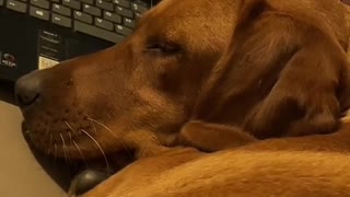 Cute vid