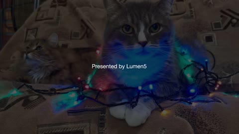 Christmas' cats