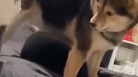 Funny and Clever Animals That Will Amaze You!😻🐕