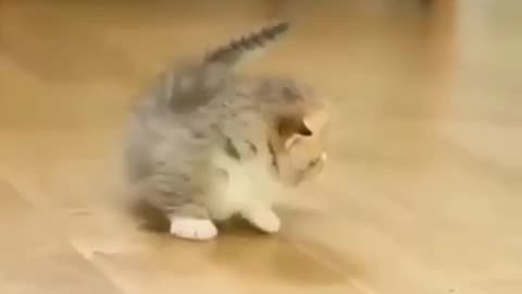 🙏❤️🎉🎉🎉🎊🎊🎊️SWEET AND FUNNY ANIMALS SHOTS 🙏❤️❤️🎉🎉🎉🎊🎊🎊