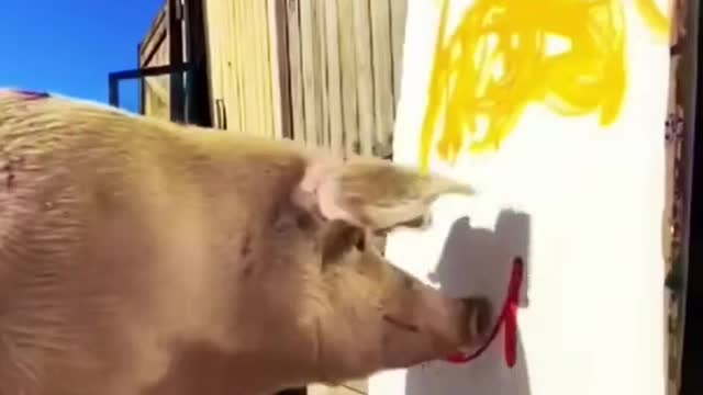 A piglet who loves to draw