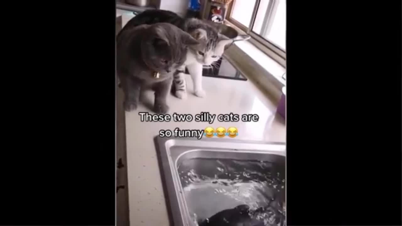 Funny cat 🐈