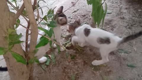 Two cats baby playing together 🥺🥺