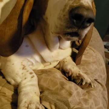 Willard the Basset hound says I love you